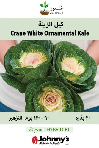 بذور كيل الزينة - Crane Pink (F1) Ornamental Kale...