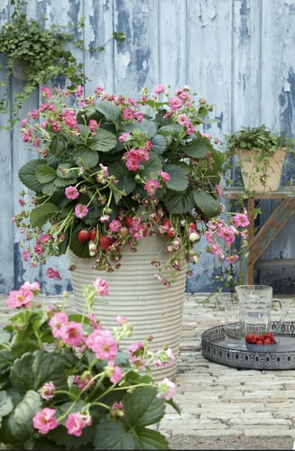 بذور فراولة كرزية - Summer Breeze Cherry Blossom (...