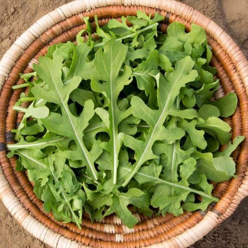 بذور جرجير اسمي - ESMEE ARUGULA SEEDS
