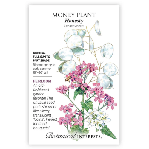 بذور ماني بلانت - Honesty Money Plant Seeds