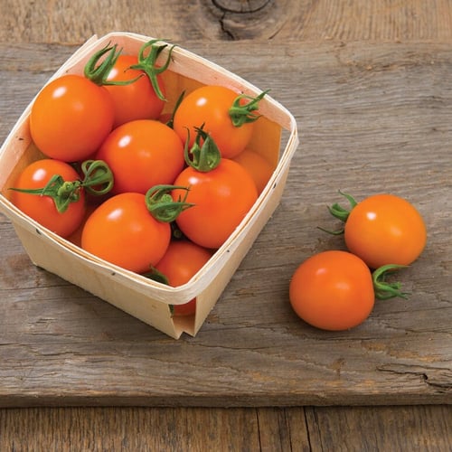 بذور طماطم كلمنتين عضوي - Clementine Organic (F1)...