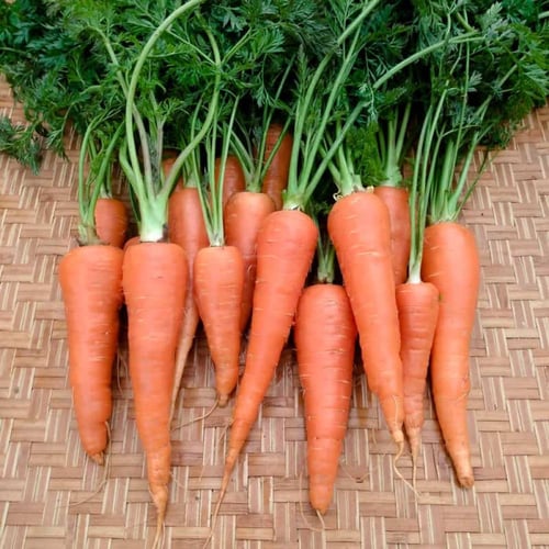 بذور جزر دانفرز - Danvers 126 Carrot Seeds