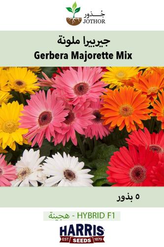 بذور جاربيرا ملونة -