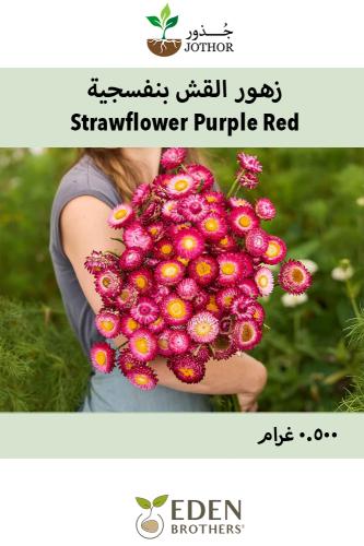 بذور زهور القش بنفسجية - Strawflower Purple Red Se...