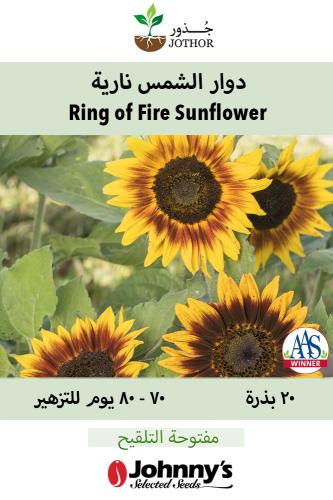 بذور دوار الشمس نارية - Ring of Fire Sunflower See...