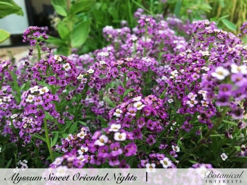 بذور اليسيوم بنفسجية - Oriental Nights Sweet Alyss...