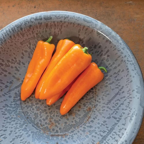 بذور فلفل كورتينو ( قرن الثور ) - Cornito Pepper M...