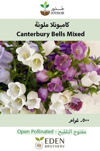 بذور كامبونلا ملونة - Canterbury Bells Mixed Seeds