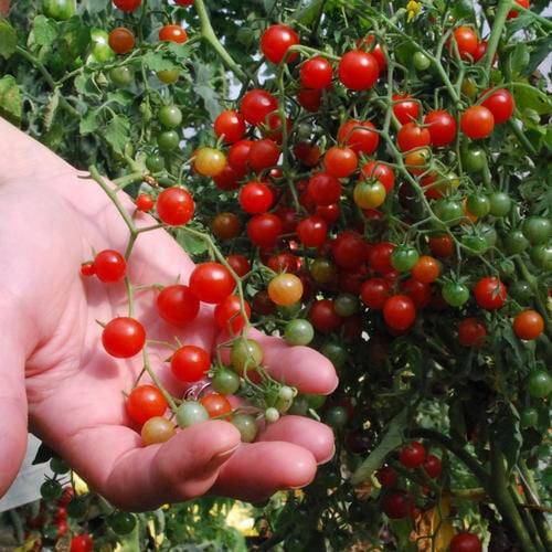 طماطم الزبيب الأحمر - Red Currant Tomato Seeds