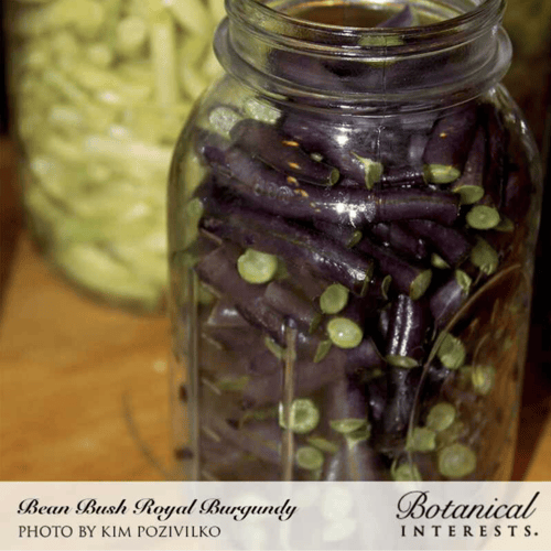 بذور فاصوليا برغندي - Bean Bush Royal Burgundy See...