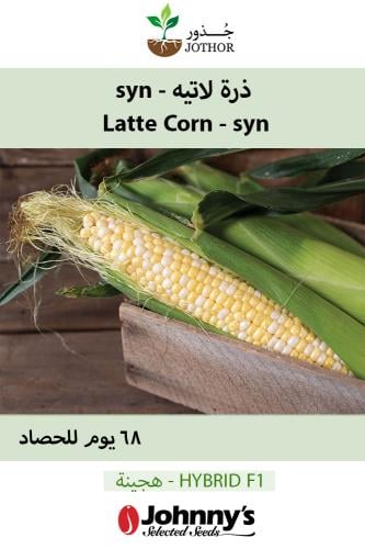 بذور ذرة لاتيه -