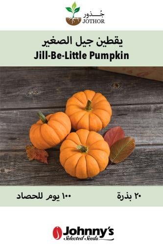 بذور يقطين جيل الصغير - Jill-Be-Little Pumpkin See...