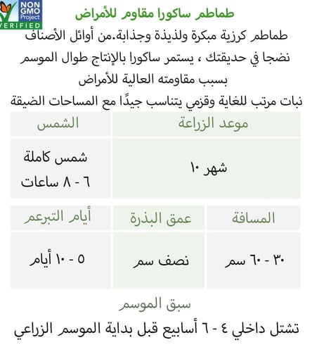 بذور طماطم ساكورا مقاوم للأمراض - Sakura Tomato Se...