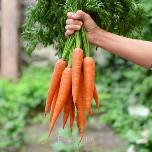 بذور جزر حلو - Tendersweet Carrot Seeds