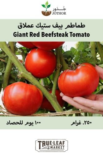 بذور طماطم بيف ستيك عملاق - Giant Red Beefsteak To...