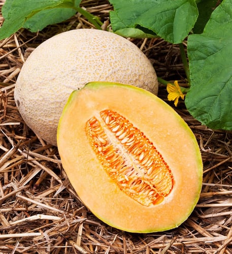 بذور شمام جامبو عضوي - Hale's Best Jumbo Melon See...