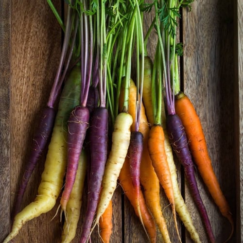 بذور جزر ملون - Carrot Rainbow Blend Seeds