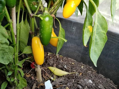 بذور فلفل هالبينو أصفر - Pepper Chile Jalapeno Lem...