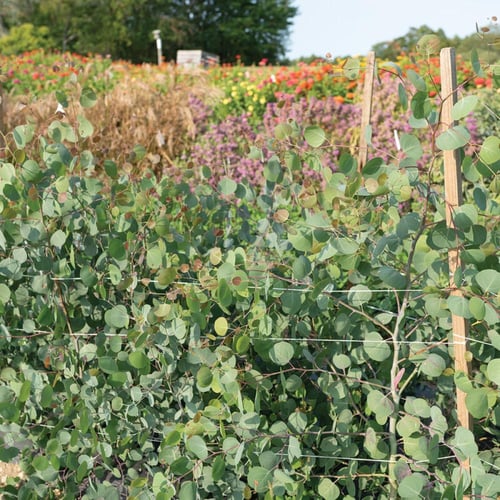بذور اوكالبتوس سيلفر بلايت - Silver Plate Eucalypt...