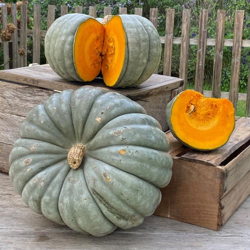 بذور يقطين جاردييل - Pumpkin Jarrahdale Seeds