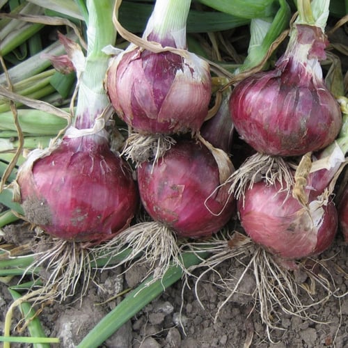بذور بصل احمر - Red Burgundy Onion Seeds