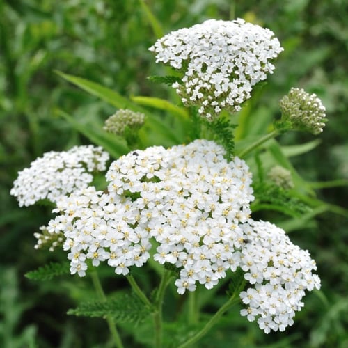 بذور يارو بيضاء "أخيليا" - Achillea White Yarrow S...