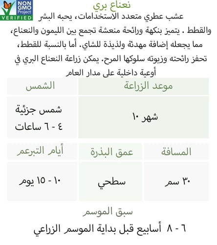 بذور نعناع بري - Catnip Seeds