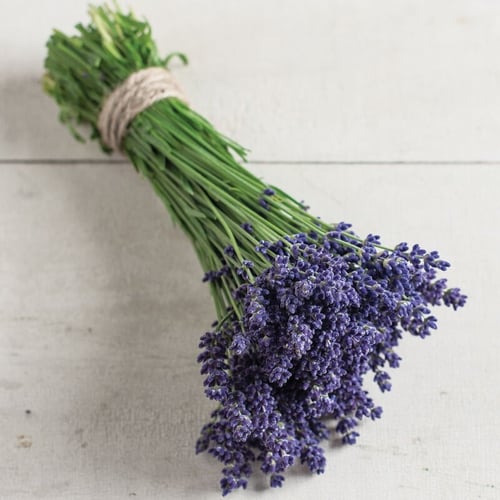 بذور لافندر بنفسجي - Ellagance Purple Lavender See...