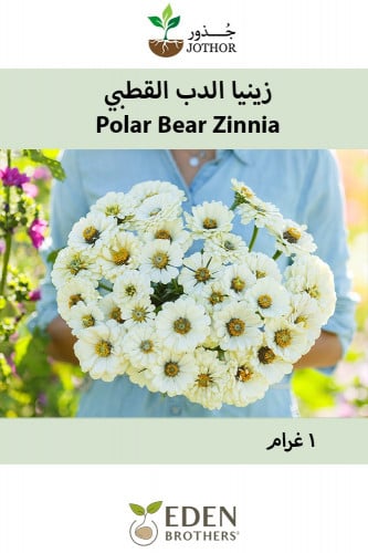 بذور زينيا الدب القطبي - Polar Bear Zinnia Seeds