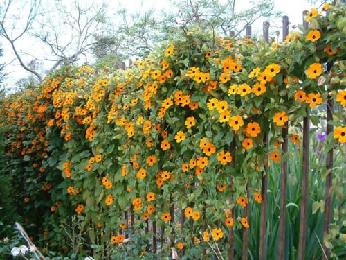 بذور متسلقة بلاك اي سوزان - Black Eyed Susan Vine...