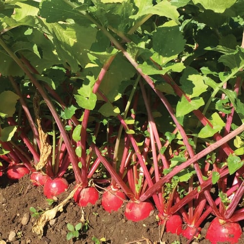 بذور فجل ريد كينج - Red King 2 Radish Seeds