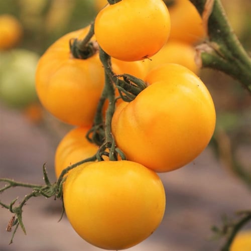 بذور طماطم يوبيل الذهبي - Golden Jubilee Tomato Se...