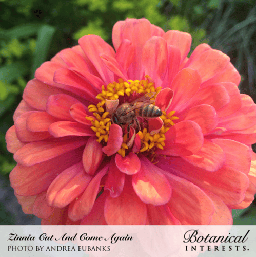 بذور زينيا اقطع وتجدد - Cut and Come Again Zinnia...