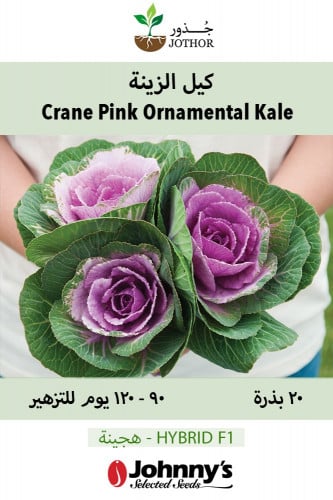 بذور كيل الزينة - Crane Pink (F1) Ornamental Kale...