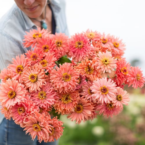 بذور زينيا سينورا - Zinnia Senora Seeds