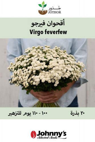 بذور اقحوان فيرجو - Virgo Matricaria Feverfew Seed...