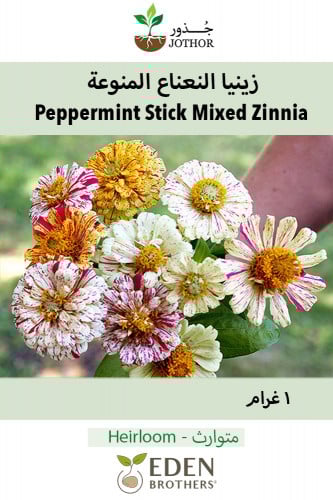 بذور زينيا النعناع - Peppermint Stick Mixed Zinnia...