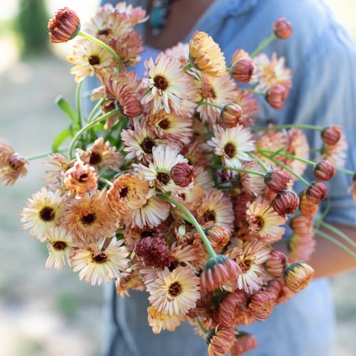 أذريون الوميض البرتقالي - Orange Flash Calendula S...