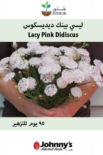 بذور ليسي بينك ديسيكسوس - Lacy Pink Didiscus Seed