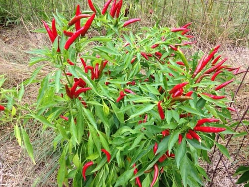 بذور فلفل سانتكا - Santaka Chile Pepper Seeds
