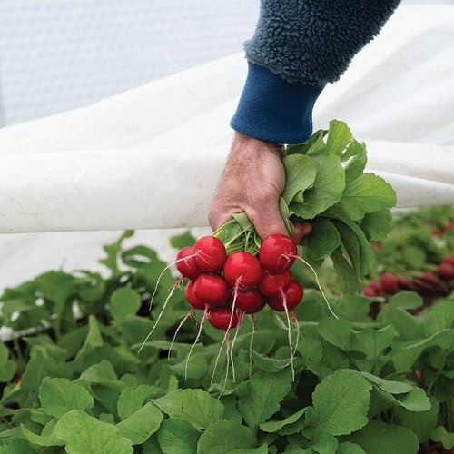 بذور فجل دوناتو مبكر ومقاوم - Donato (F1) Radish S...