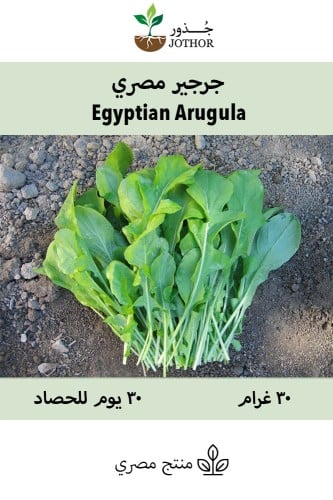 بذور جرجير مصري - Egyptian Arugula Seeds