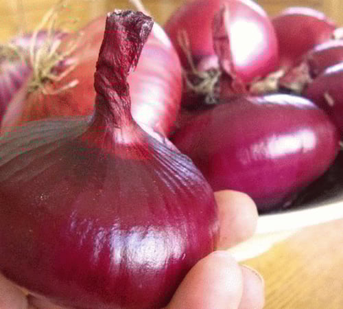 بذور بصل فلات إيطالي أحمر - Flat of Italy Bulb Cip...