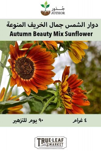 بذور دوار الشمس جمال الخريف - Sunflower Seeds Autu...