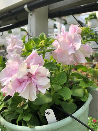 بتونيا مزدوجة ملونة "بذور مغلفة" - Double Cascade...