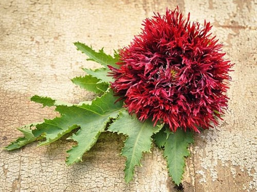 بذور شقائق النعمان بلاك سوان - Poppy Bread Black S...