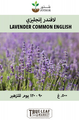 بذور لافندر إنجليزي - Lavender Common English Seed...