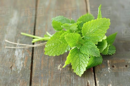 بذور بلسم الليمون - Lemon Balm Seeds