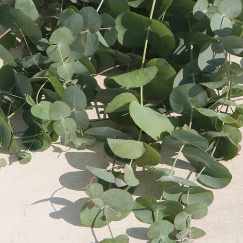 بذور اوكالبتوس سيلفر دولار - Silver Dollar Eucalyp...