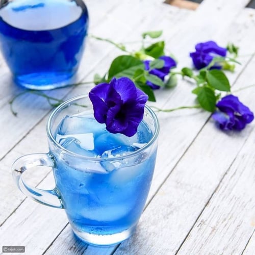 بذور متسلقة الشاي الأزرق - Clitoria Ternatea Seeds